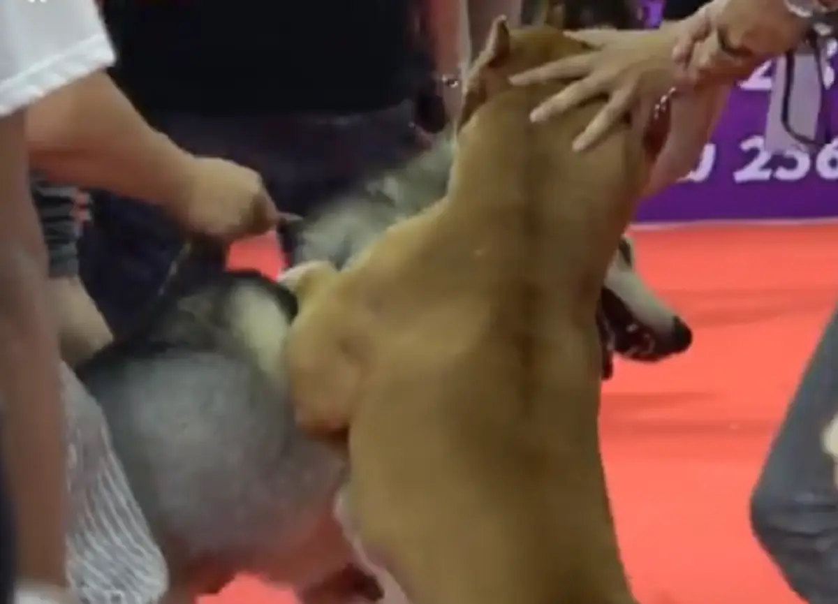 พิทบูล กัด ไซบีเรียน