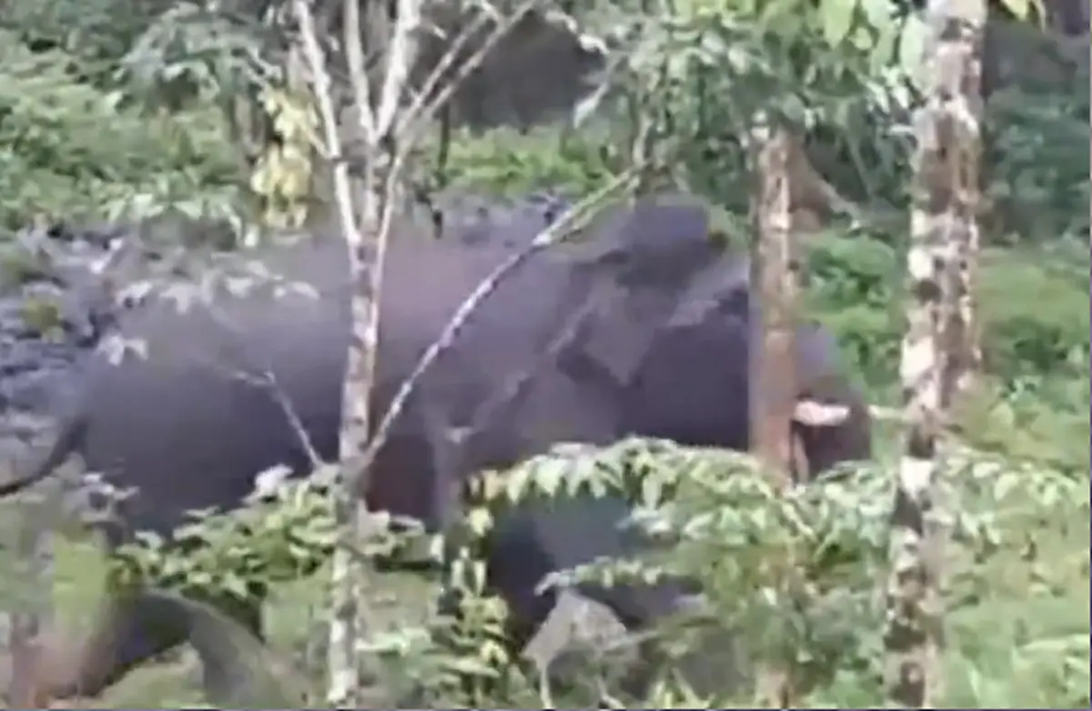 เป็นบุญตาที่ได้เห็น ชาวนครฯฮือฮา พบช้างป่าเชือกงาม ตรงตามตำราโบราณ เชื้อสายช้าง ร.9 ตระกูลวิษณุพงศ์