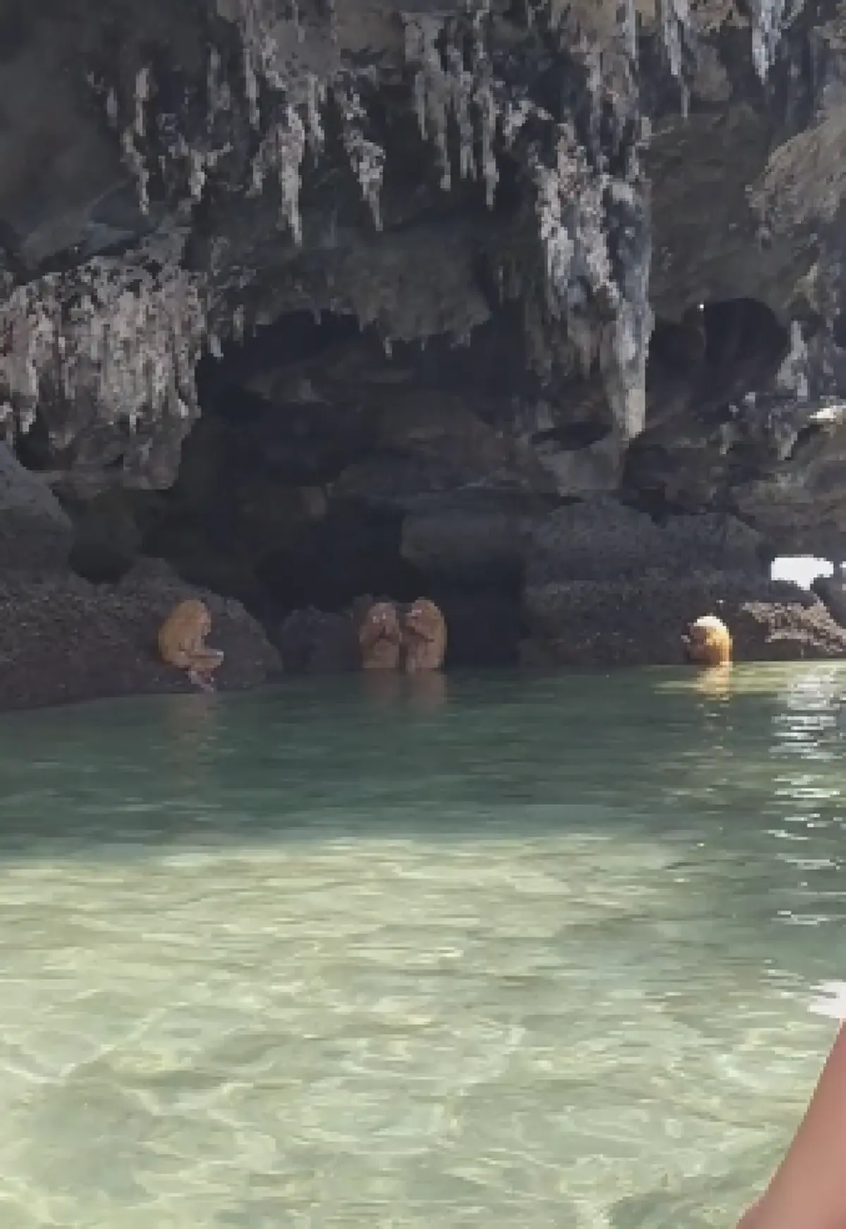 ฮือฮากันทั้งเกาะ! พบฝูงสัตว์คล้ายในนิยาย นั่งพนมมืออยู่ข้างเกาะเหมือนพิธีกรรม "แท้จริงแล้วไม่ใช่ลิง"(คลิป)