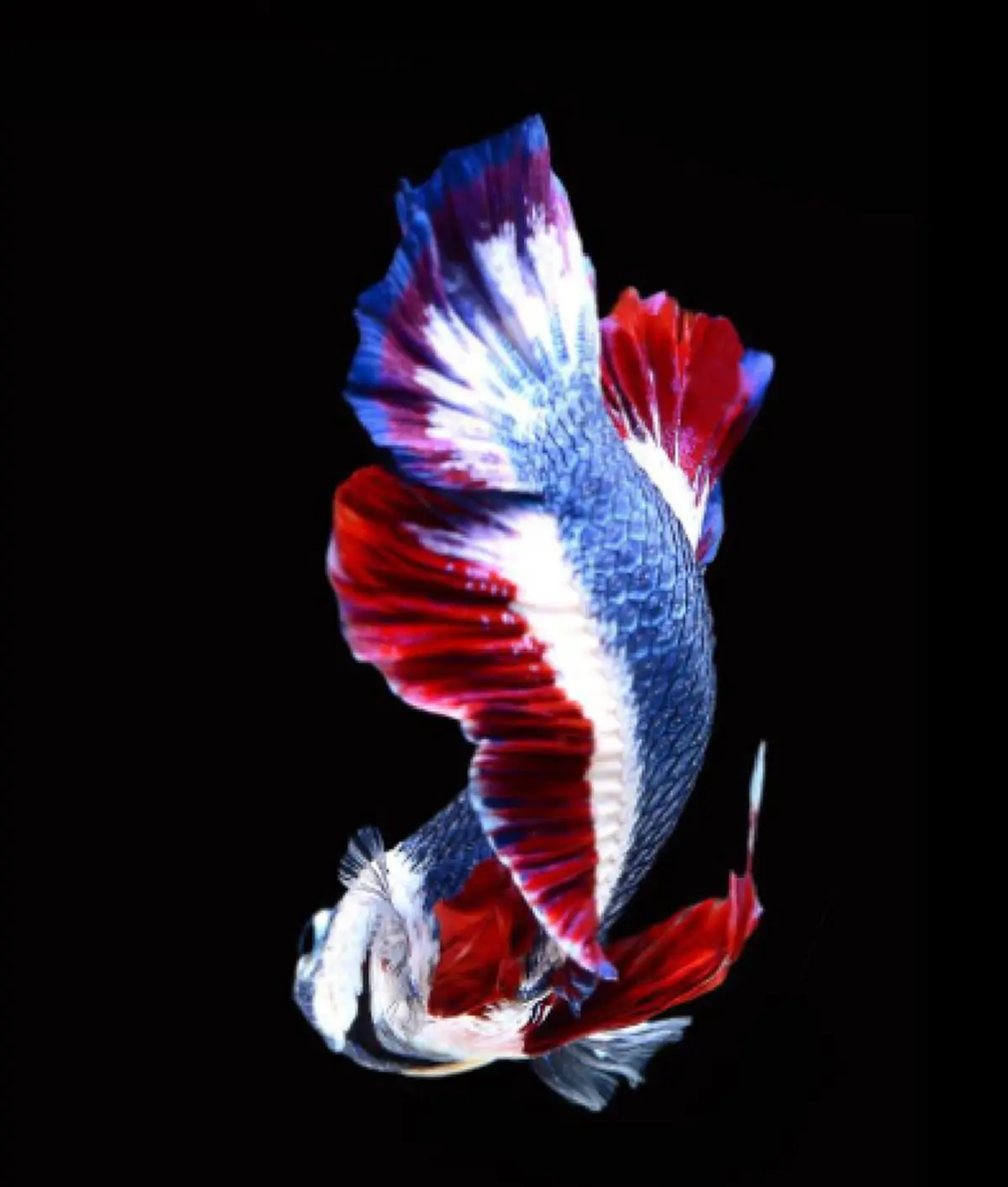 ข่าวดีวงการปลา !!! เสนอแล้ว "ปลากัด" สัตว์น้ำประจำชาติไทย เปิดข้อมูลมีมานานตั้งแต่สมัยร.1