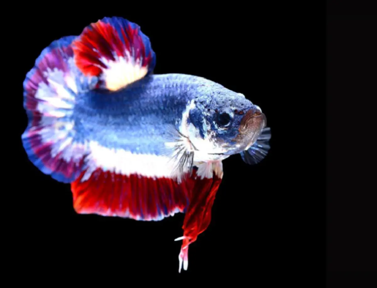 ข่าวดีวงการปลา !!! เสนอแล้ว "ปลากัด" สัตว์น้ำประจำชาติไทย เปิดข้อมูลมีมานานตั้งแต่สมัยร.1