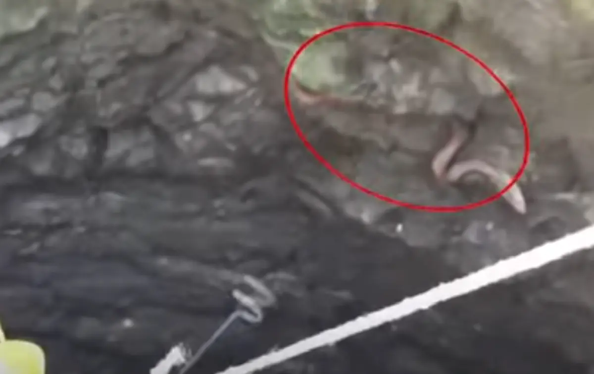 หนุ่มอาสาเสี่ยงชีวิตจับ “งูเห่า” ตกบ่อน้ำในอินเดีย(คลิป)