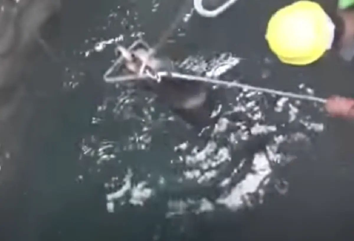 หนุ่มอาสาเสี่ยงชีวิตจับ “งูเห่า” ตกบ่อน้ำในอินเดีย(คลิป)