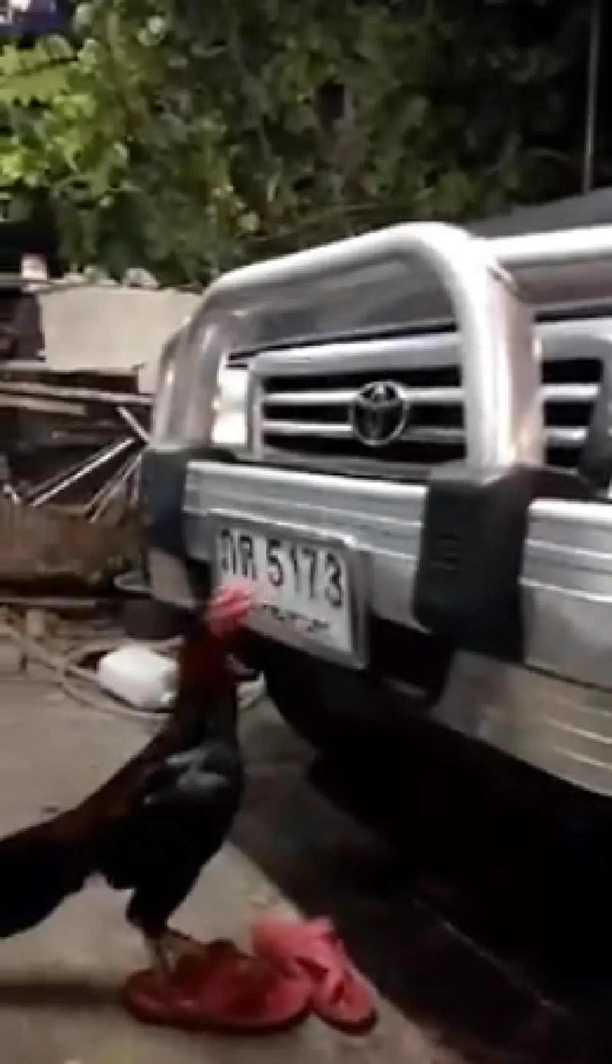 \"เจ้าสมบูรณ์\"  ไก่ชนจิกเลขทะเบียนรถ คนเลี้ยงถาม \"ให้งวดนี้ใช่ไหมลูก\"(คลิป)