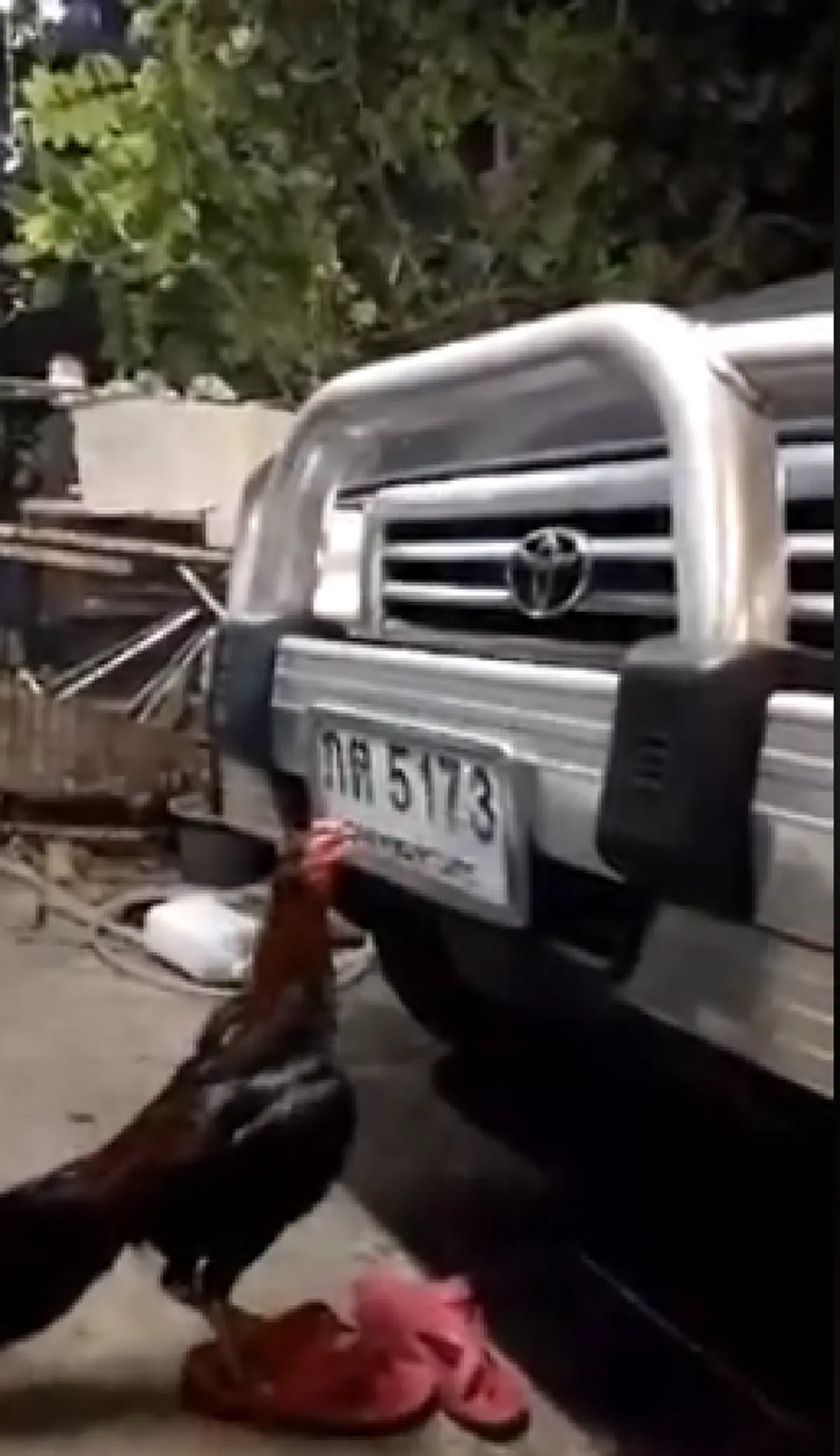 \"เจ้าสมบูรณ์\"  ไก่ชนจิกเลขทะเบียนรถ คนเลี้ยงถาม \"ให้งวดนี้ใช่ไหมลูก\"(คลิป)