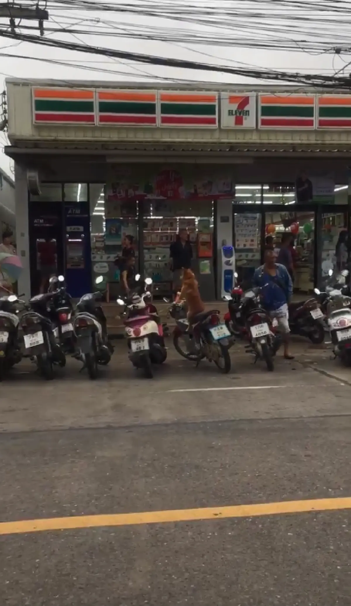 คลิปน้องหมาขนสีน้ำตาล นั่งเฝ้ารถจยย.ไม่ยอมไปไหน รอเจ้าของกลับมา