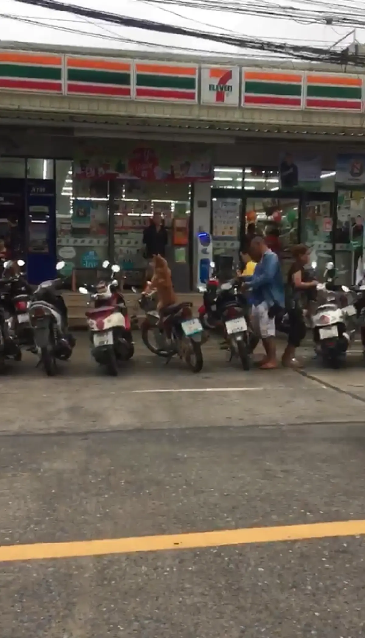 คลิปน้องหมาขนสีน้ำตาล นั่งเฝ้ารถจยย.ไม่ยอมไปไหน รอเจ้าของกลับมา