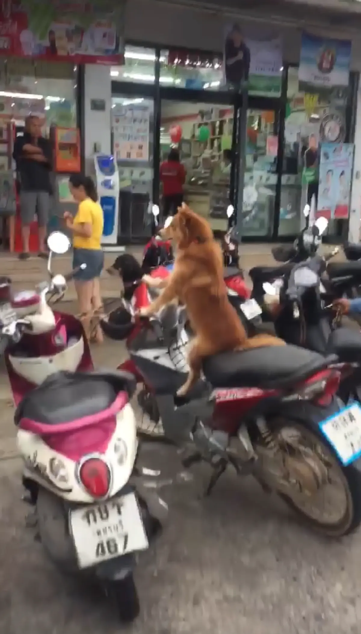 คลิปน้องหมาขนสีน้ำตาล นั่งเฝ้ารถจยย.ไม่ยอมไปไหน รอเจ้าของกลับมา