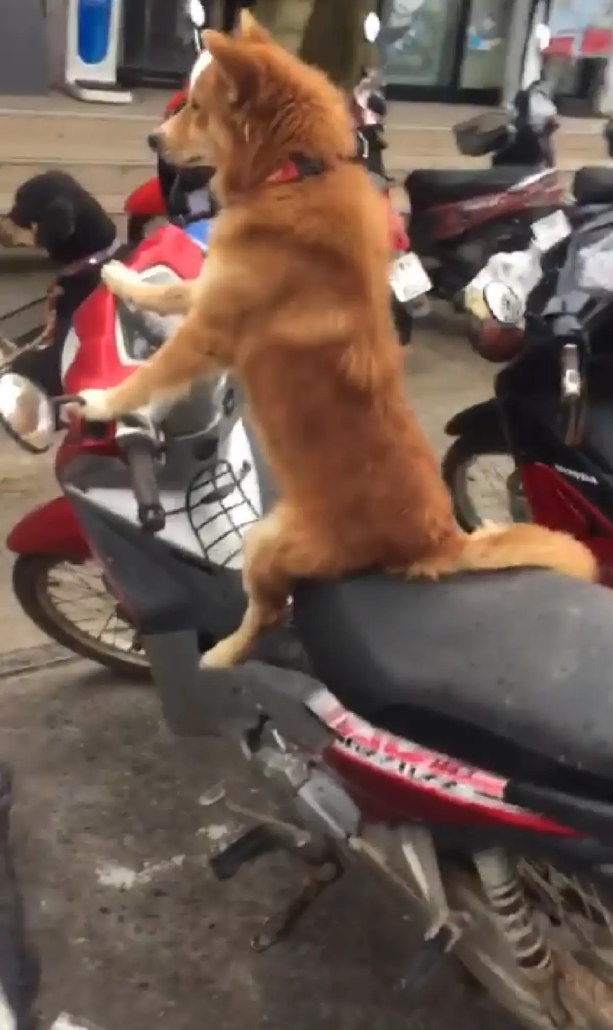 คลิปน้องหมาขนสีน้ำตาล นั่งเฝ้ารถจยย.ไม่ยอมไปไหน รอเจ้าของกลับมา