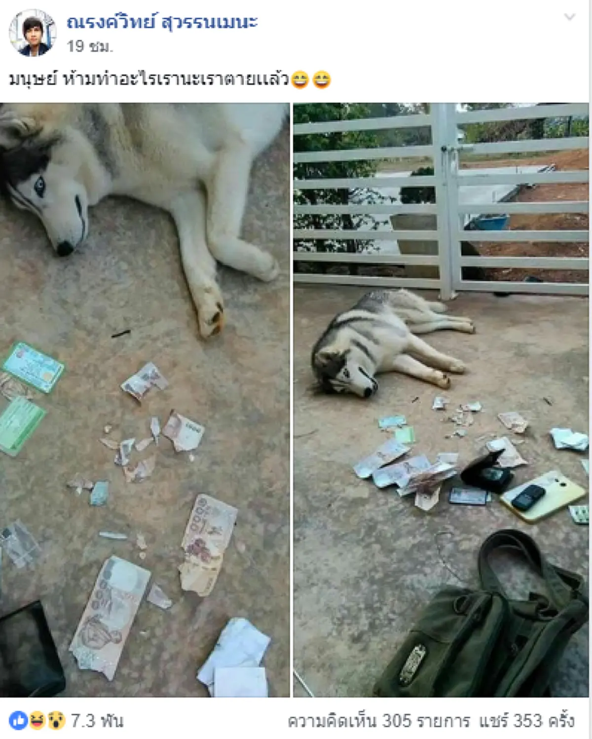 เจ้าตูบไซบีเรียนตาฟ้า ทำเจ้าของปวดหัว เผลอแป๊บเดียวกัดแบงค์พันขาดไป 3 ใบ!