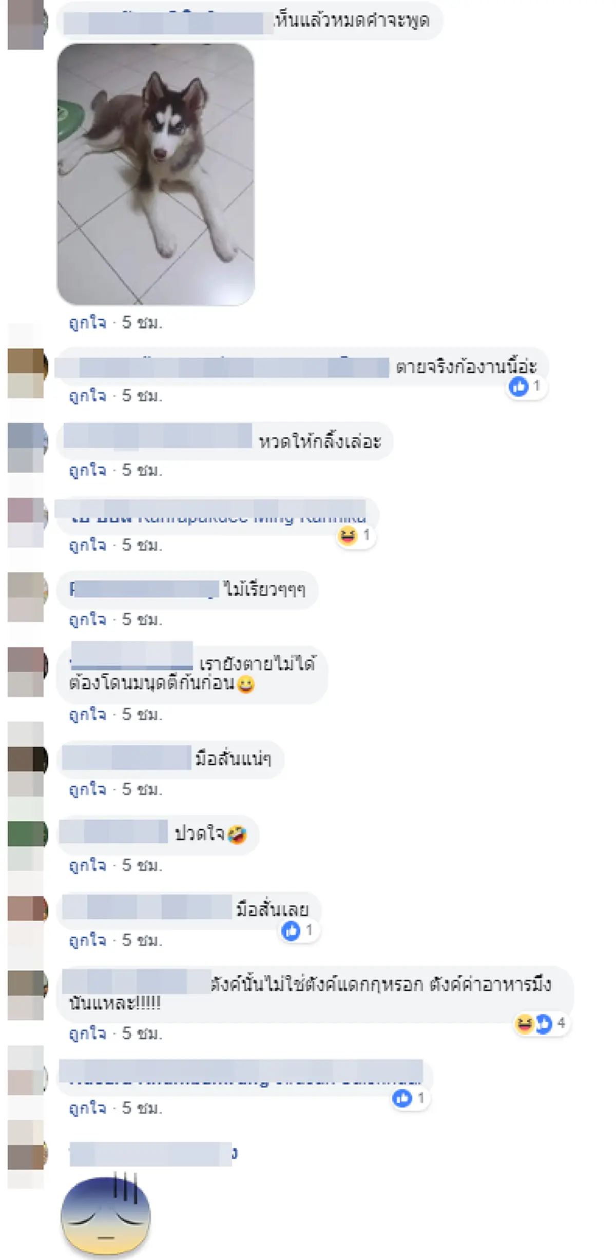 เจ้าตูบไซบีเรียนตาฟ้า ทำเจ้าของปวดหัว เผลอแป๊บเดียวกัดแบงค์พันขาดไป 3 ใบ!