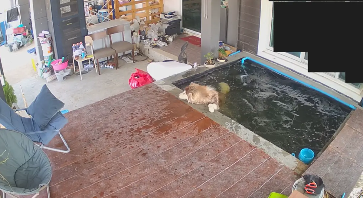 คลิปเจ้าตูบไซบีเรียสุดมึน "เดินตกน้ำ" เจ้าตูบ 3 ตัว พยายามช่วยแต่ช่วยไม่ได้ ตอบจบพีคสุดๆ(คลิป)