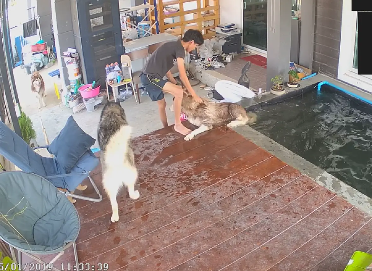 คลิปเจ้าตูบไซบีเรียสุดมึน "เดินตกน้ำ" เจ้าตูบ 3 ตัว พยายามช่วยแต่ช่วยไม่ได้ ตอบจบพีคสุดๆ(คลิป)