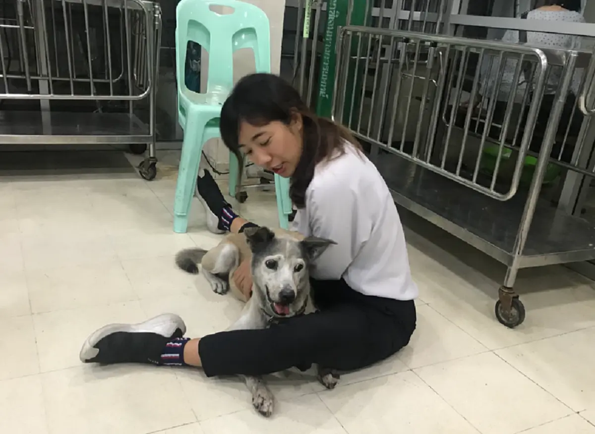 ตูบซึ้งใจ สาวช่วยชีวิต ตามเฝ้าไม่ห่าง