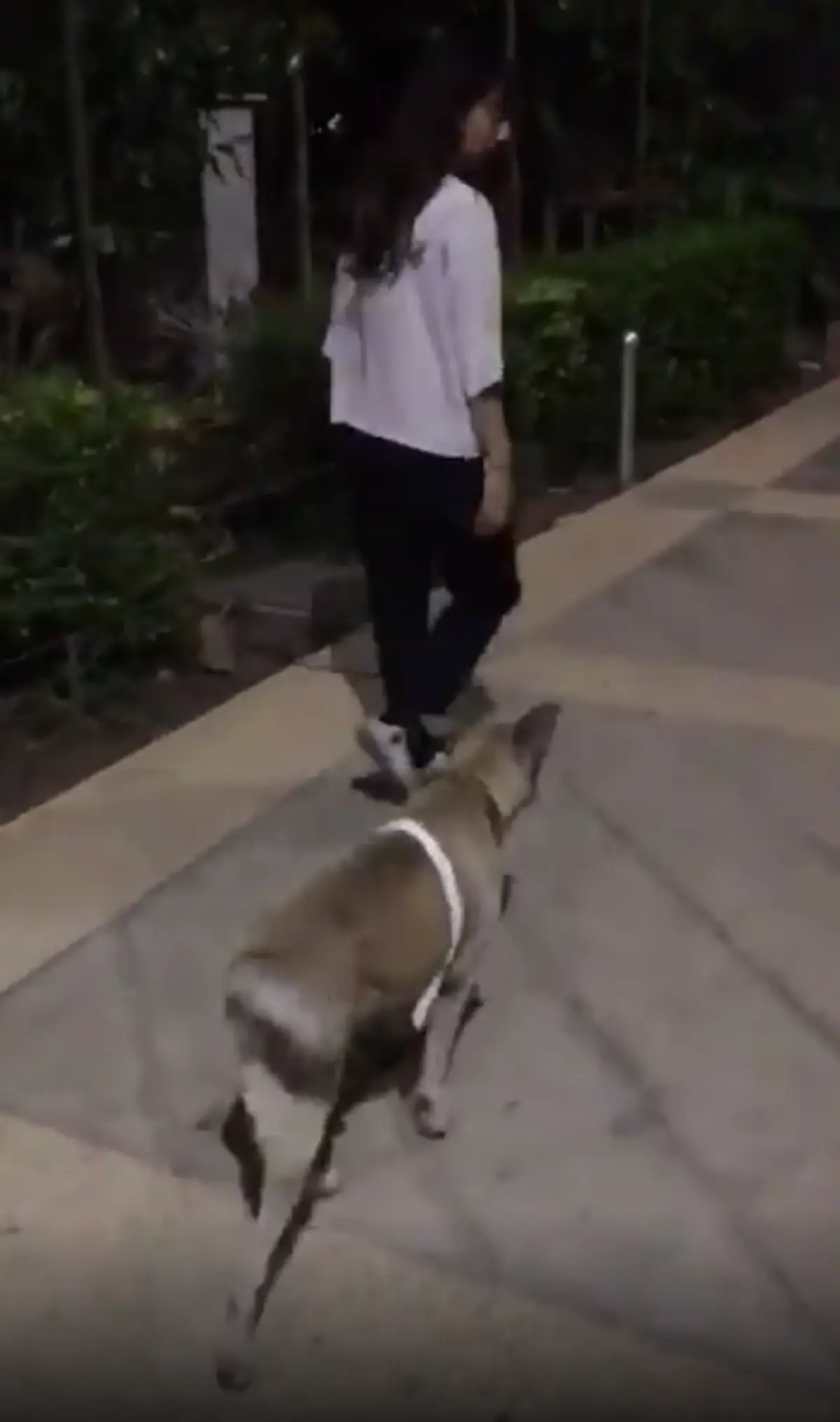 ตูบซึ้งใจ ตามสาวใจดี ที่ช่วยไม่ห่าง