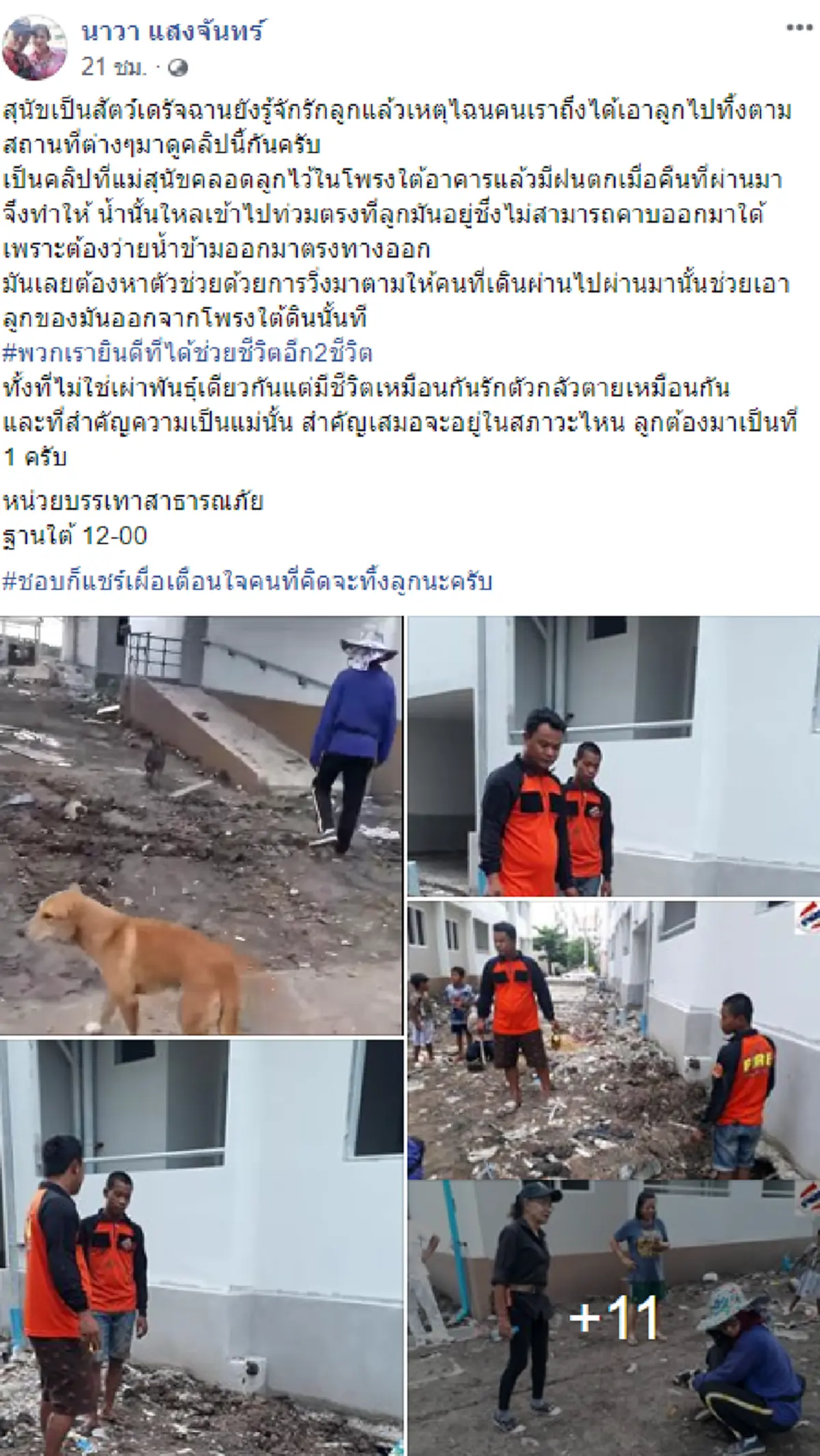 แม่สุนัขวิ่งตามคนมาช่วยลูก หลังฝนตกทำให้ติดอยู่โพรงใต้อาคาร(คลิป)