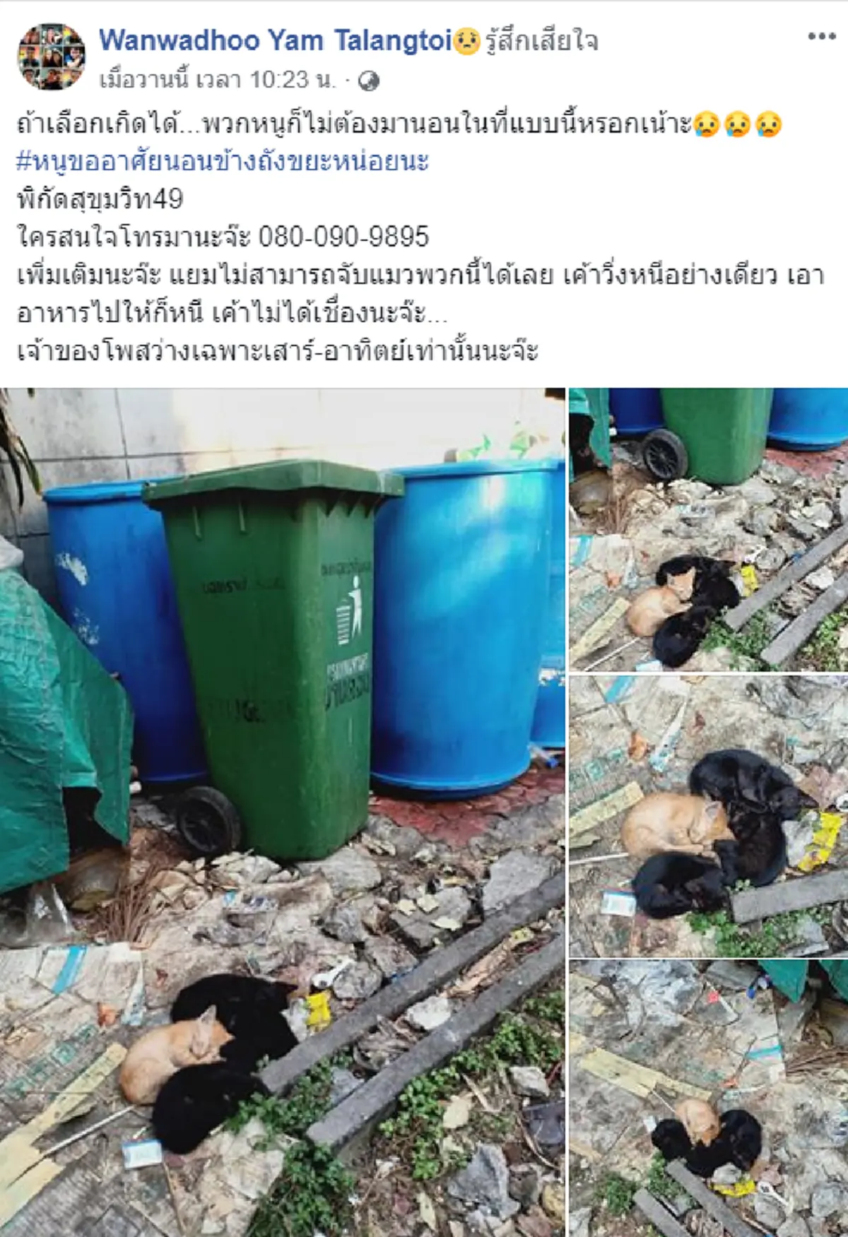 สาวโพสต์หาบ้านให้แมว สุดสงสารเห็นพวกมันนอนอยู่ข้างกองขยะ
