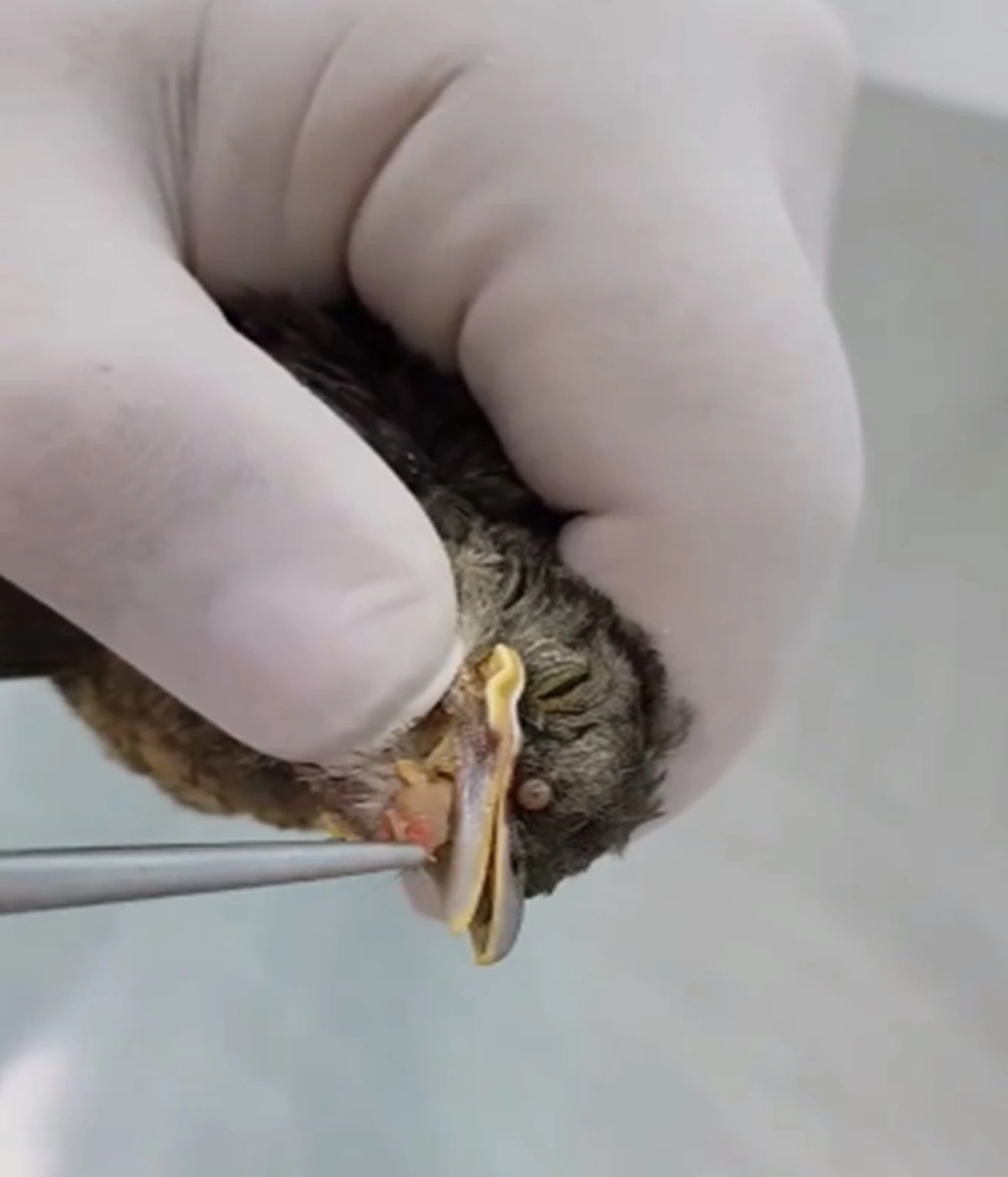 ถึงกับขนลุก!!! เปิดคลิปนาทีสัตว์แพทย์ทำการช่วยเหลือ ดึงหนอนออกจากหัวนก งานนี้เห็นแล้วสงสารจับใจ