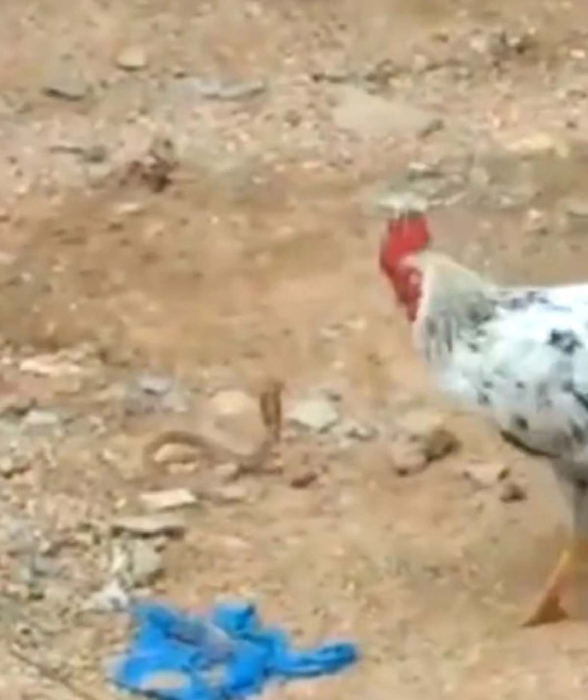 ศึกต่างสายพันธุ์!! เปิดนาทีไก่ลุยจิกลูกงูเห่าที่เลื้อยมาใกล้เล้า ศึกแห่งศักดิ์ศรีครั้งนี้ ใครจะแพ้ใครจะชนะ รีบดูเลย (คลิป)