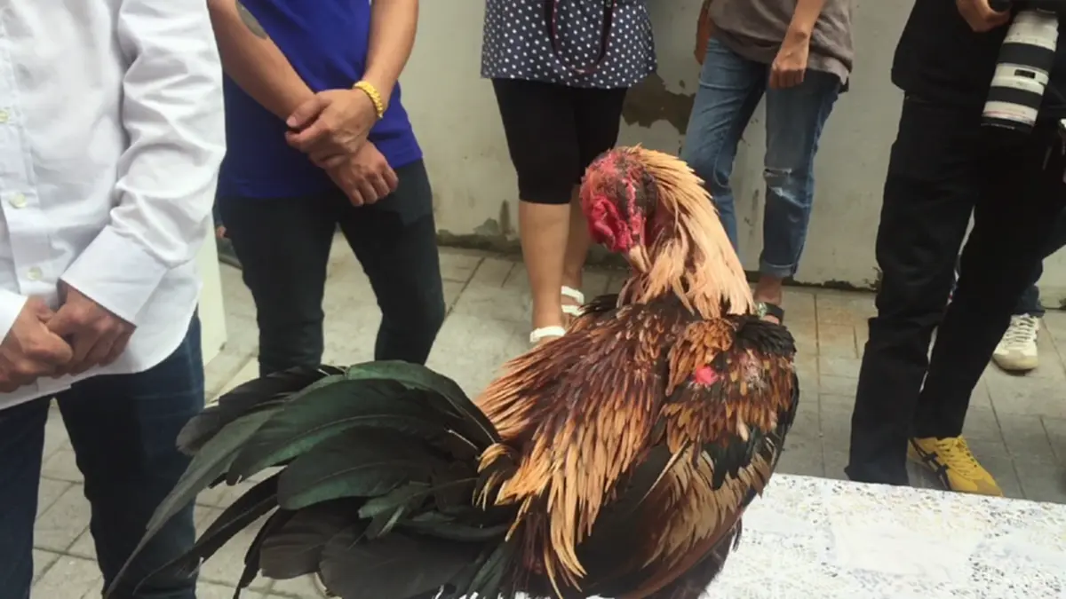 ตะลึง!!“เต็งหนึ่ง”ไก่ชนเมืองจันท์ ค่าตัว ล้านเจ็ดแสนบาท หลังหนุ่มโคราชเจ้าของฟาร์มไก่ชนชื่อดังหอบเงินมาซื้อไปทำพ่อพันธ์!!เผยติดตามมานานแล้ว