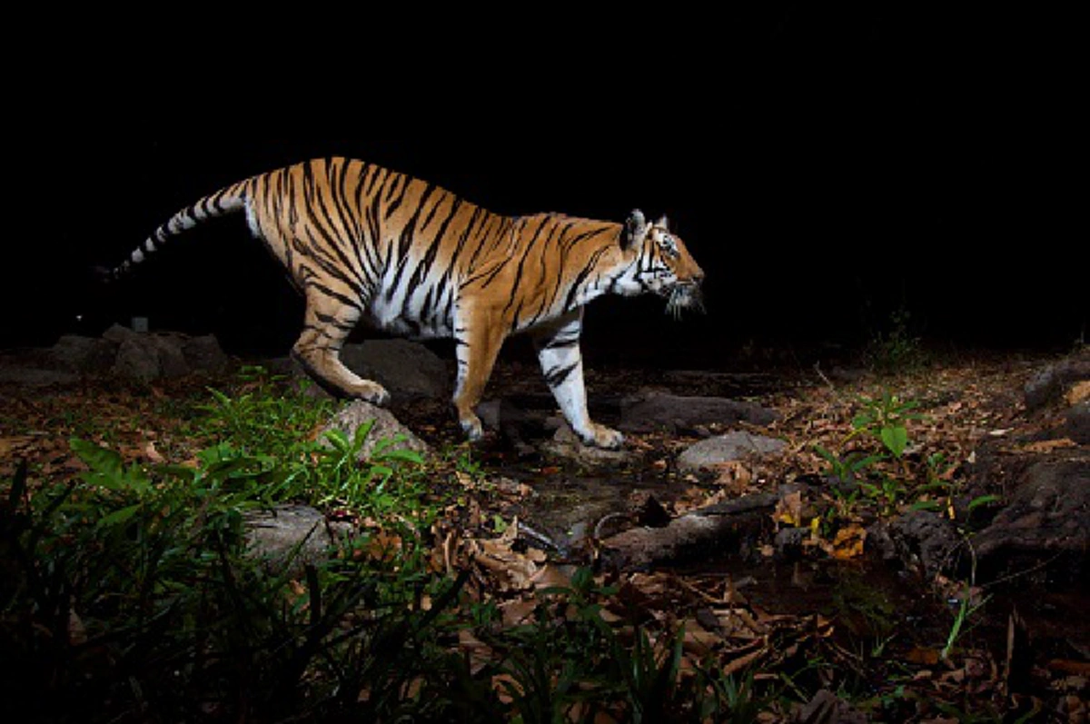 นาทีชีวิต!! หลวงปู่ชอบเจอ "เสือปริศนา" โผล่มาประจันหน้าในระยะเผาขน ... มารู้จากหลวงปู่มั่นว่า ที่แท้เสือตัวนั้นคือ...?!!