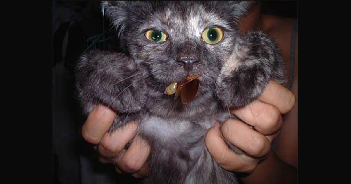 ทำผิดมาตลอดชีวิต !!! วิธีกำจัดแมลงสาบ ห้ามใช้ "รองเท้าแตะ" ตีแมลงสาบโดยเด็ดขาด !!!