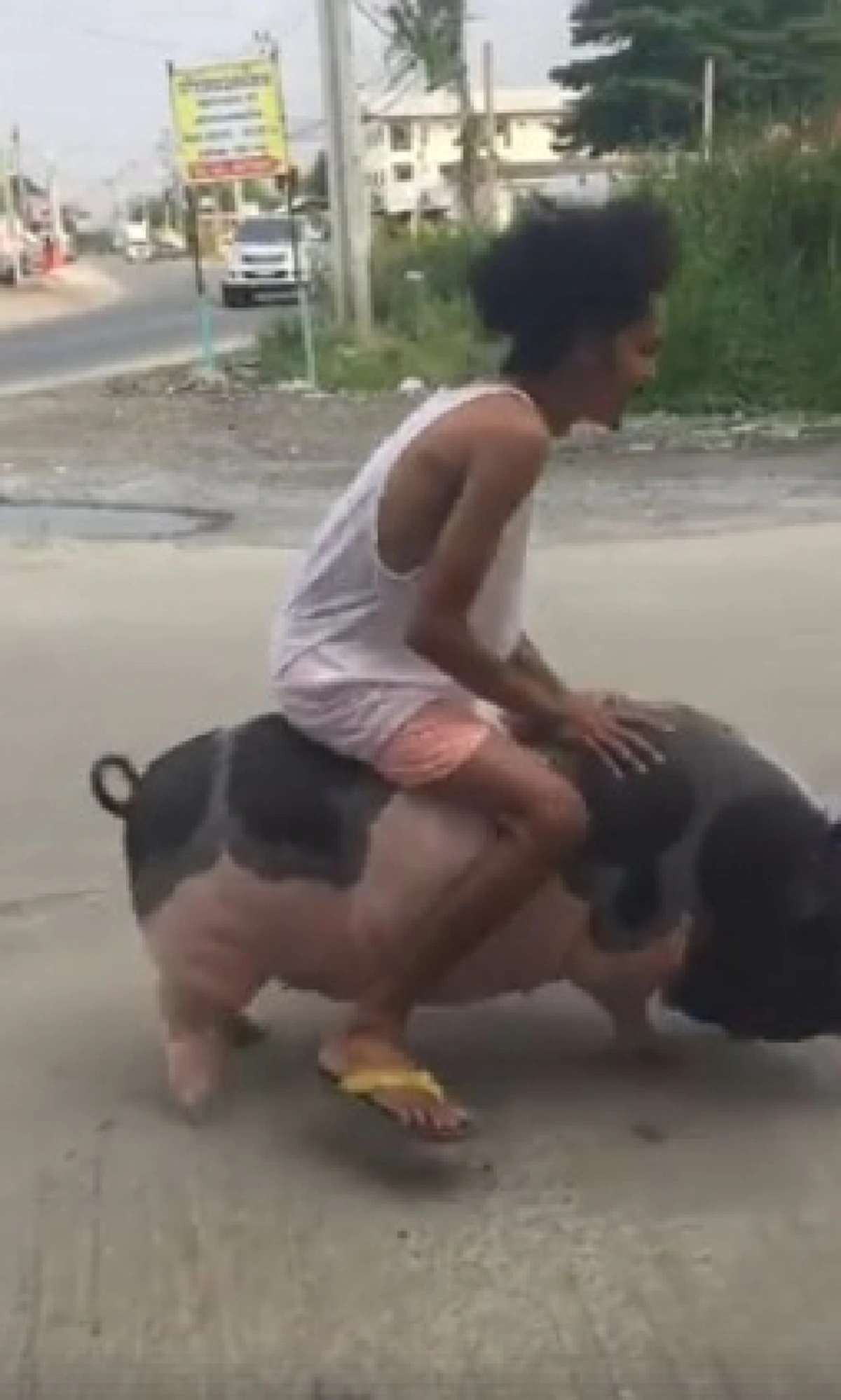 ตะมุตะมิมากเด้อ!เจอตัวเป็นๆ“จูเนีย”หมูน้อยชื่อดังจากถูกหลอกขายเป็นหมูแคระวันนี้กลายเป็นสมาชิกในครอบครัวที่มีสัญญาใจ"จะเลี้ยงจนกว่าตายไปข้าง"