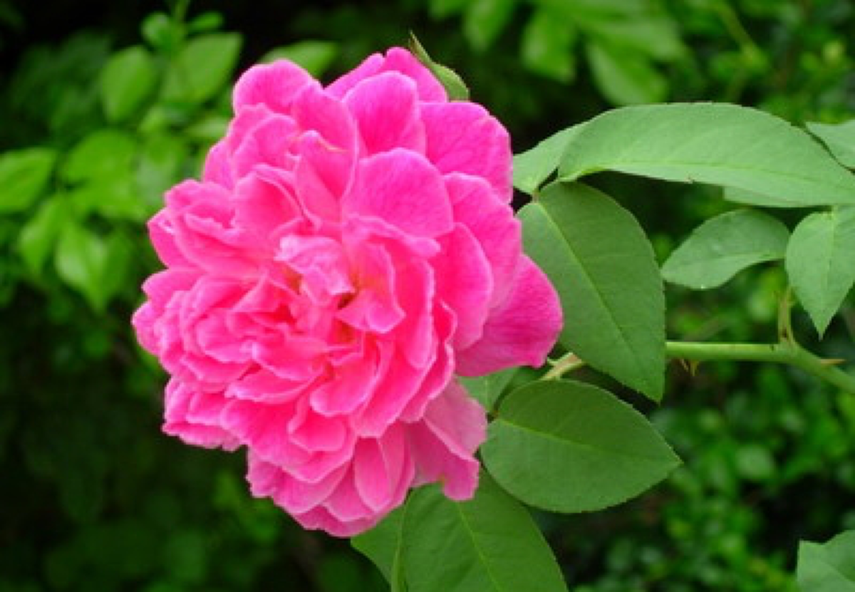 งดงามแถมแก้โรคร้าย!! "กุหลาบมอญ" กับสรรพคุณสุดทึ่ง ช่วยบำรุงหัวใจ แก้อาการอ่อนเพลีย อย่างน่าอัศจรรย์!!