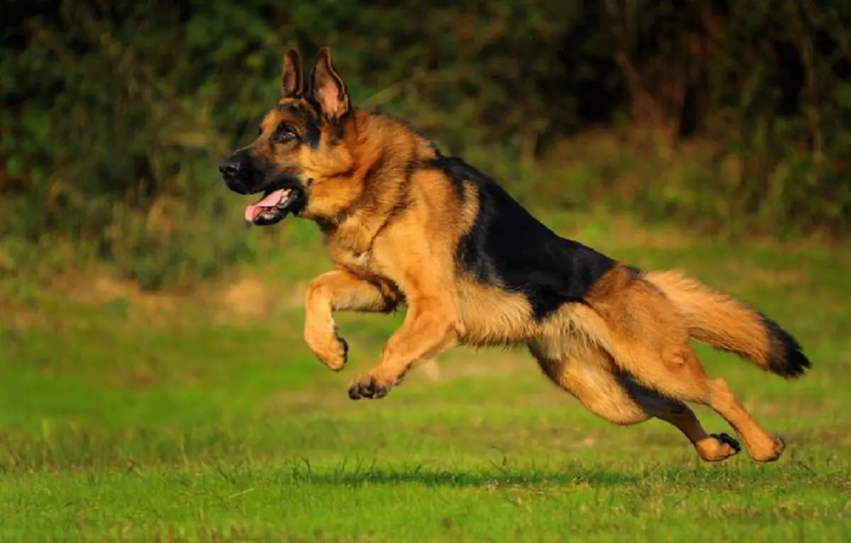 รีบหามาเลี้ยงเสริมดวง!! "สัตว์เลี้ยง"มงคล..ช่วยเสริมดวงของคนทั้ง12 ราศี..เช็คกันเลยว่า.."สัตว์ชนิดใด"เหมาะกับราศีของคุณ??!! (รายละเอียด)