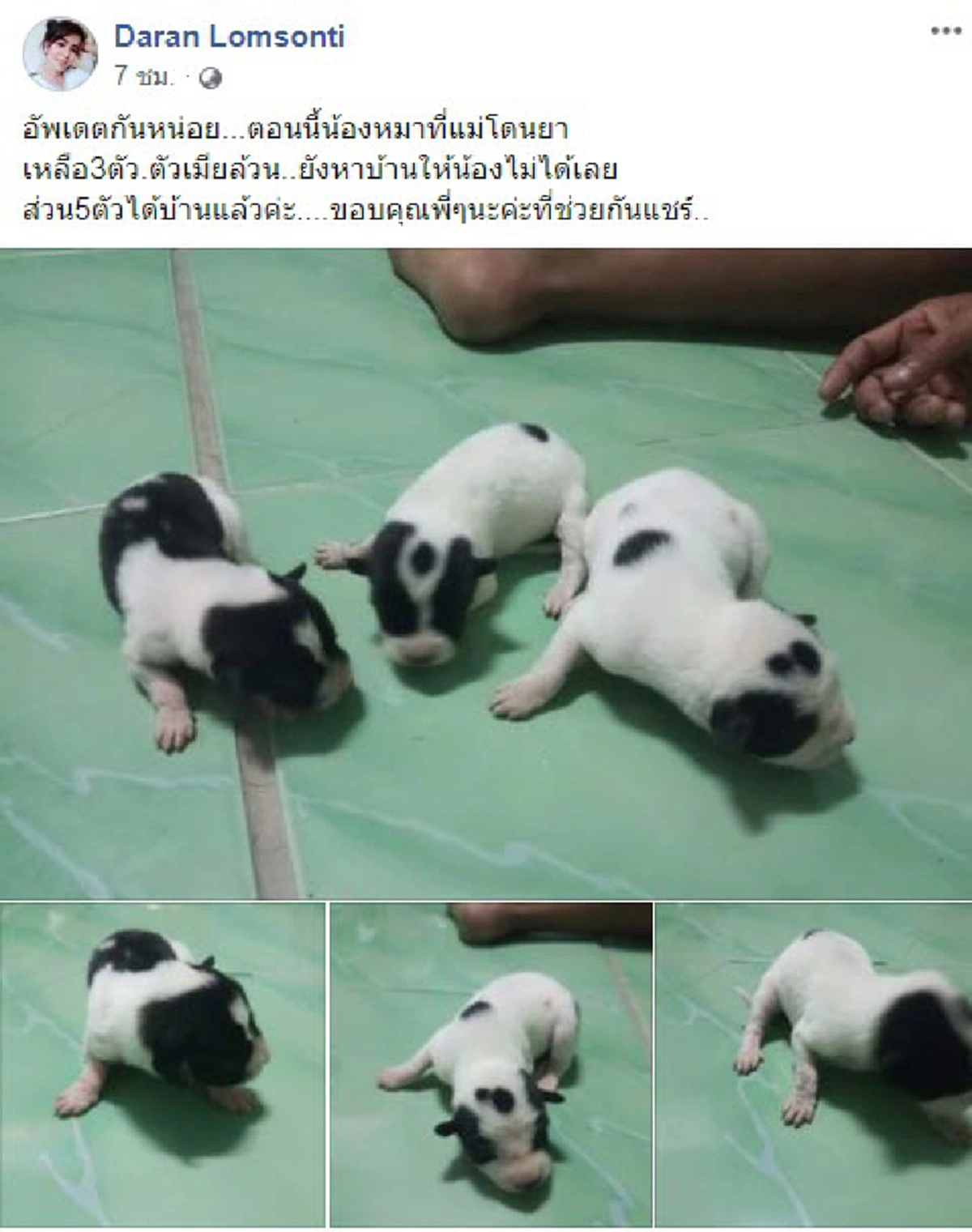 สาวประกาศหาบ้านให้ลูกสุนัข หลังแม่โดนคนใจร้ายพรากไป เศร้ายังดูดนมด้วยความหิว