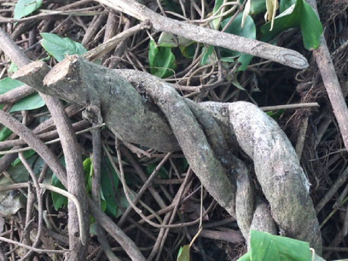 โอม หลง หลง มหาหลง สารพัดที่จะหลง ..สาวหลง,หนุ่มหลง,ผัวหลง,เมียหลง.."เถาวัลย์หลง"ของแรง ของดี ไม่ต้องเสก นิยมพกติดตัว เห็นผลมามาก..