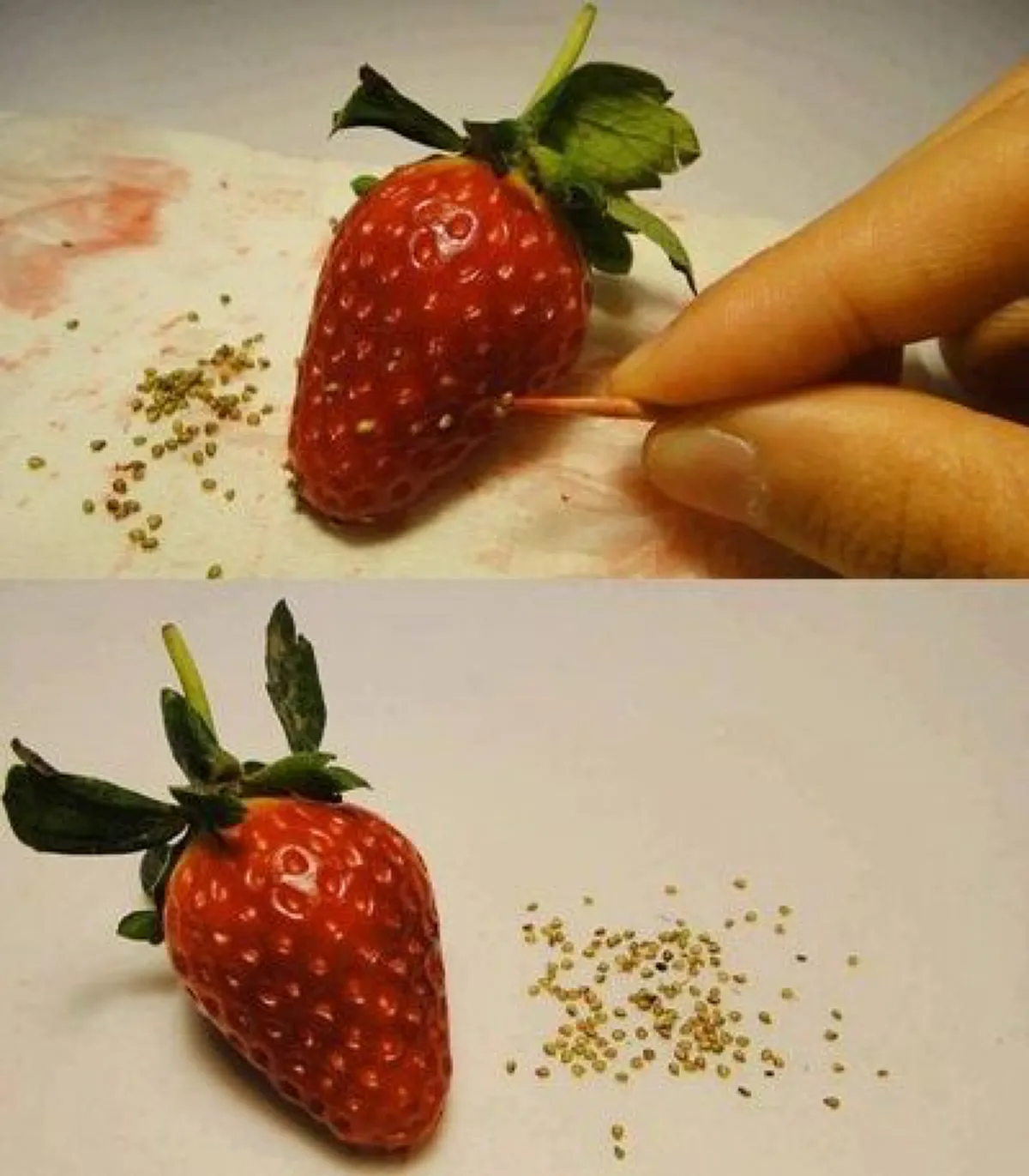 น้อยคนจะรู้ 8 ผลไม้ ปลูกได้จากผล ที่เราซื้อมากิน เพาะสุดง่าย ทำได้จริง