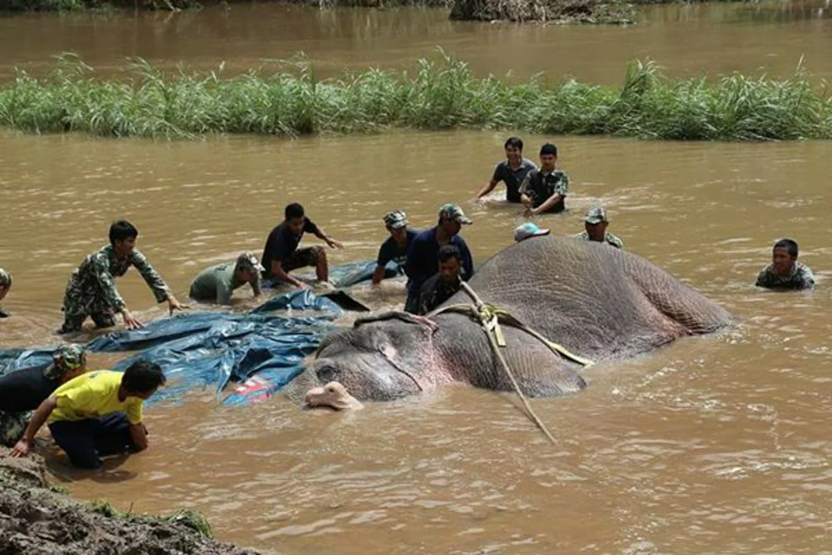 ด่วนสุดๆๆๆ!!! อนุโมทนาบุญทุกน้ำใจเมตตา ปฏิบัติการช่วยช้างป่าพลัดจมน้ำคลองนานเฉียด 20 ชม. เป็นผลสำเร็จแล้ว!?! (มีคลิป)