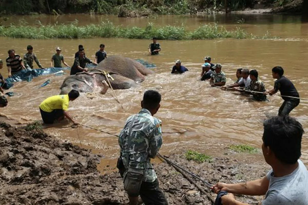 ด่วนสุดๆๆๆ!!! อนุโมทนาบุญทุกน้ำใจเมตตา ปฏิบัติการช่วยช้างป่าพลัดจมน้ำคลองนานเฉียด 20 ชม. เป็นผลสำเร็จแล้ว!?! (มีคลิป)