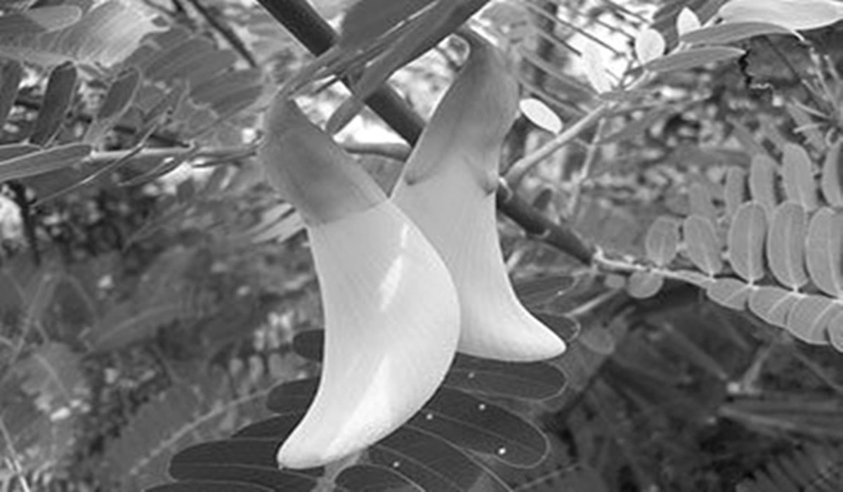 ไม่อยากป่วยเป็นโรคร้ายต้องดู!!! 5 ผักพื้นบ้านไทยมีฤทธิ์ต่อต้านการเกิดมะเร็ง กินทุกวันห่างไกลโรคแน่นอน รู้แล้วรีบแชร์ด่วน