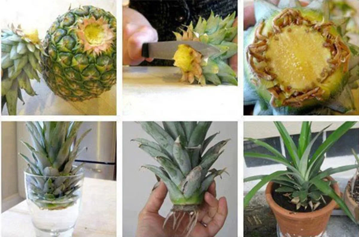 น้อยคนจะรู้ 8 ผลไม้ ปลูกได้จากผล ที่เราซื้อมากิน เพาะสุดง่าย ทำได้จริง