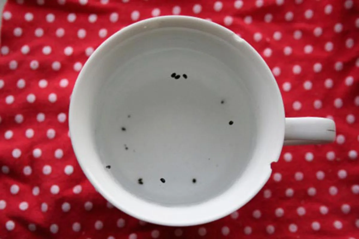 น้อยคนจะรู้ 8 ผลไม้ ปลูกได้จากผล ที่เราซื้อมากิน เพาะสุดง่าย ทำได้จริง