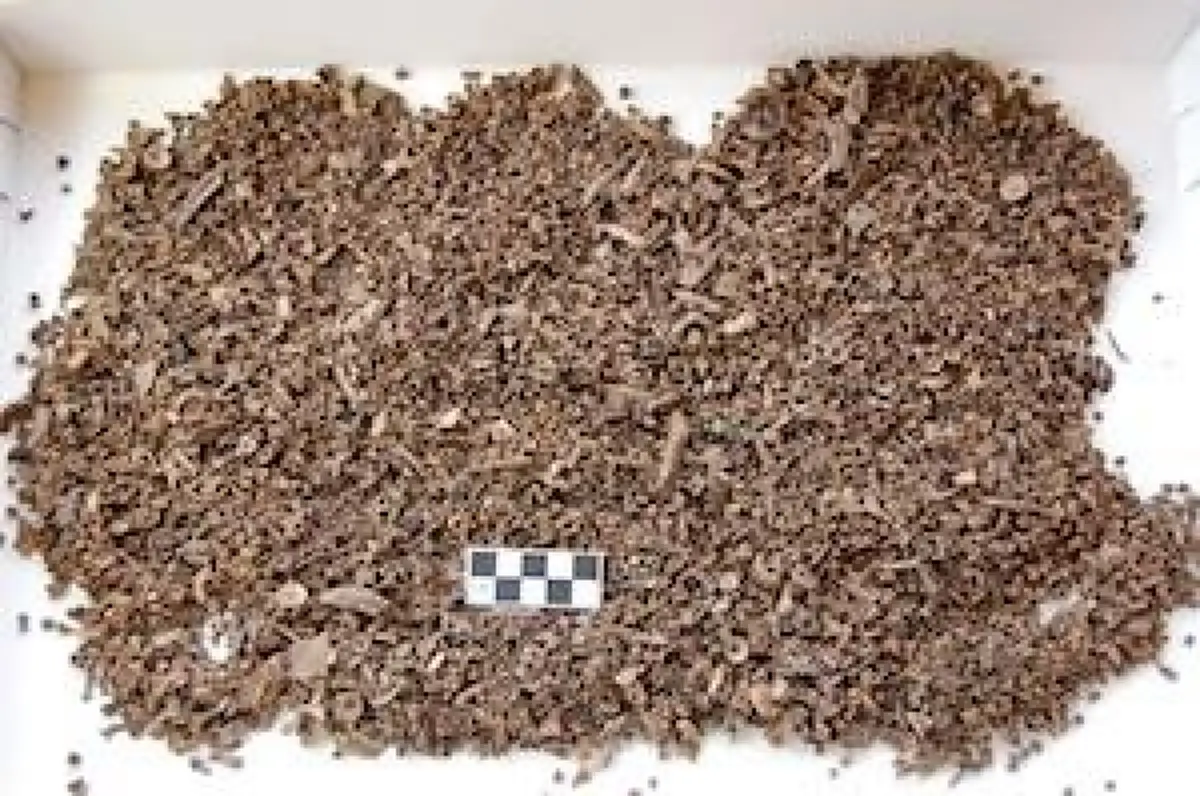 ค้นพบ "ปลาร้า" ที่เก่าแก่ที่สุดในโลกอายุกว่า 9,200 ปี ในสวีเดน