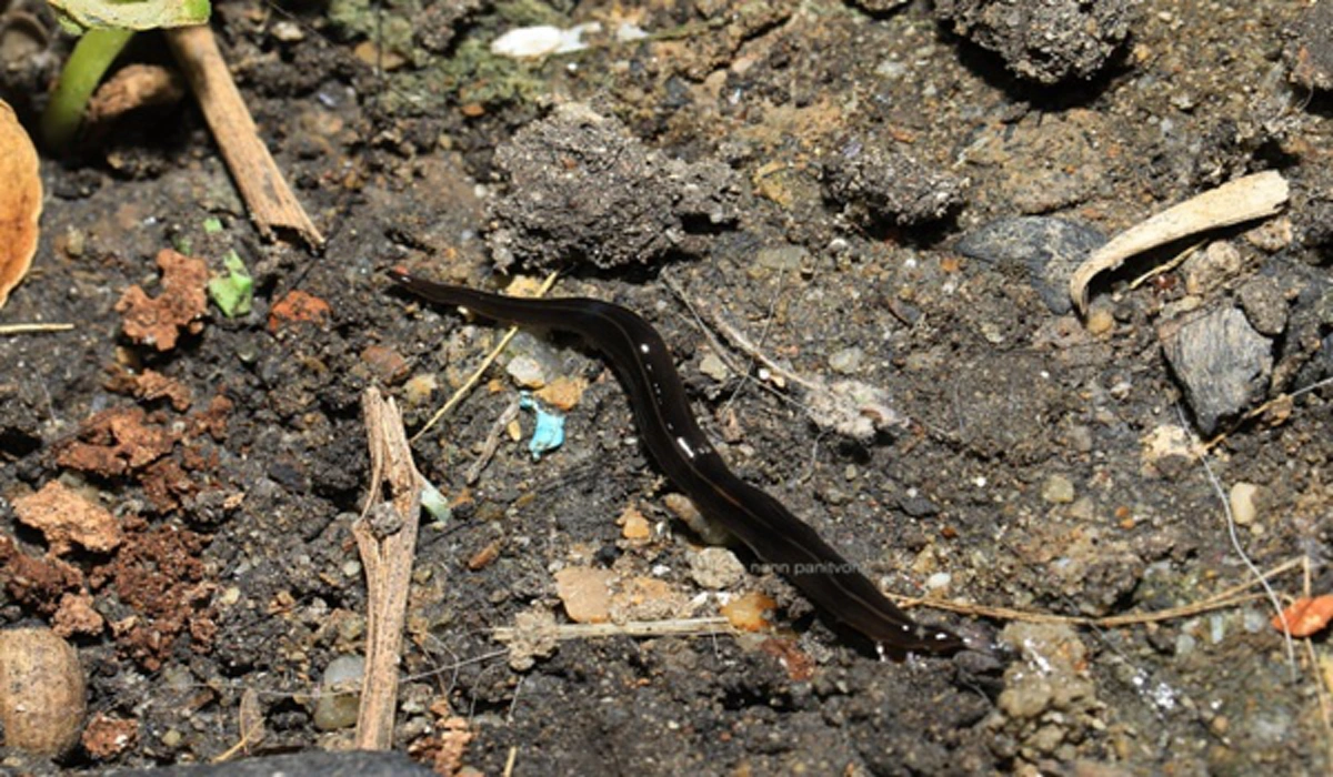 ประกาศเตือน!!! ใครพบ "หนอน" ลักษณะนี้ต้องระวัง ติดอันดับ 1 ใน 100 สัตว์รุกรานที่น่ากลัวของโลก มีพาหะสามารถแพร่เชื้อสู่คนได้