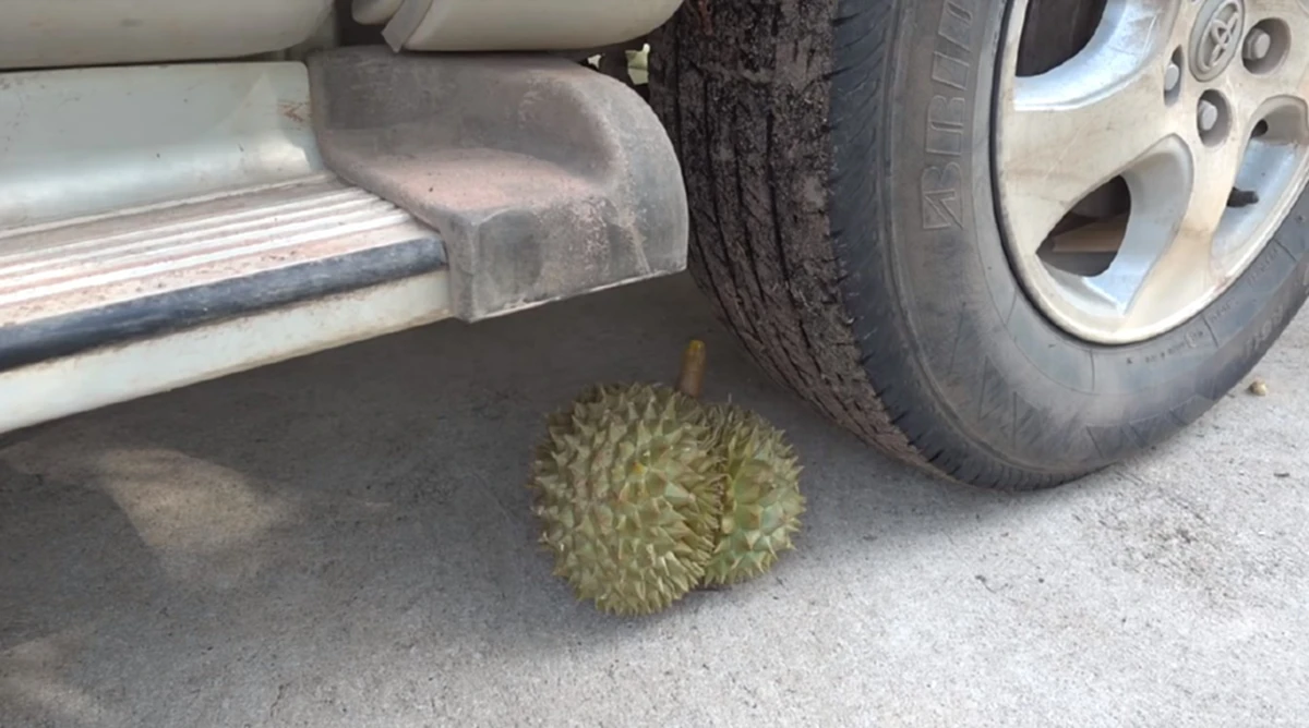 ผลที่ได้ออกมาน่าทึ่ง!! เมื่อ “เต้ เอสเซ้น ไฟเยอร์”  ทำการทดลองความคมของหนาม “ทุเรียน” โดยให้รถเหยียบ (มีคลิป)