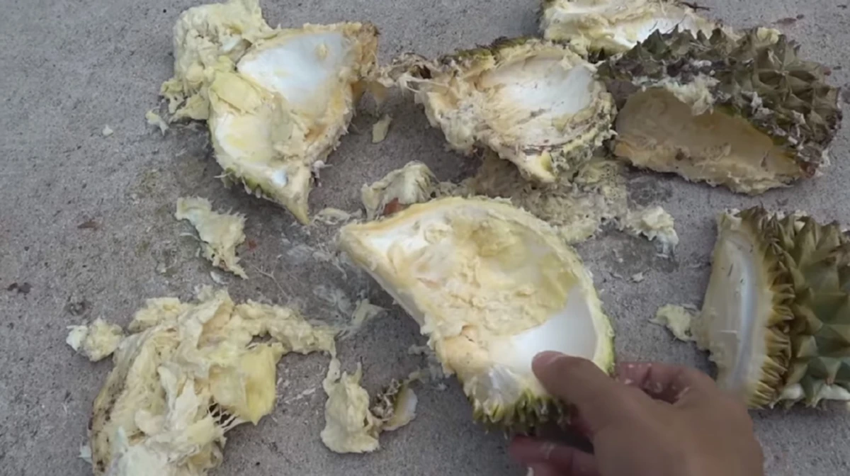 ผลที่ได้ออกมาน่าทึ่ง!! เมื่อ “เต้ เอสเซ้น ไฟเยอร์”  ทำการทดลองความคมของหนาม “ทุเรียน” โดยให้รถเหยียบ (มีคลิป)