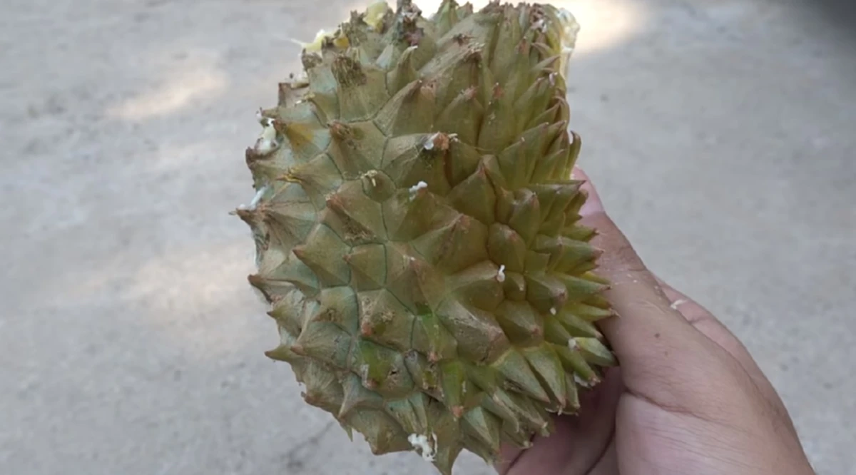 ผลที่ได้ออกมาน่าทึ่ง!! เมื่อ “เต้ เอสเซ้น ไฟเยอร์”  ทำการทดลองความคมของหนาม “ทุเรียน” โดยให้รถเหยียบ (มีคลิป)