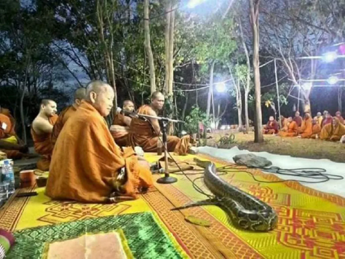 อัศจรรย์ งูเหลือมยักษ์ โผล่กลางวงพระสงฆ์ เลื้อยจากป่ามาตามเสียงสวดมนต์