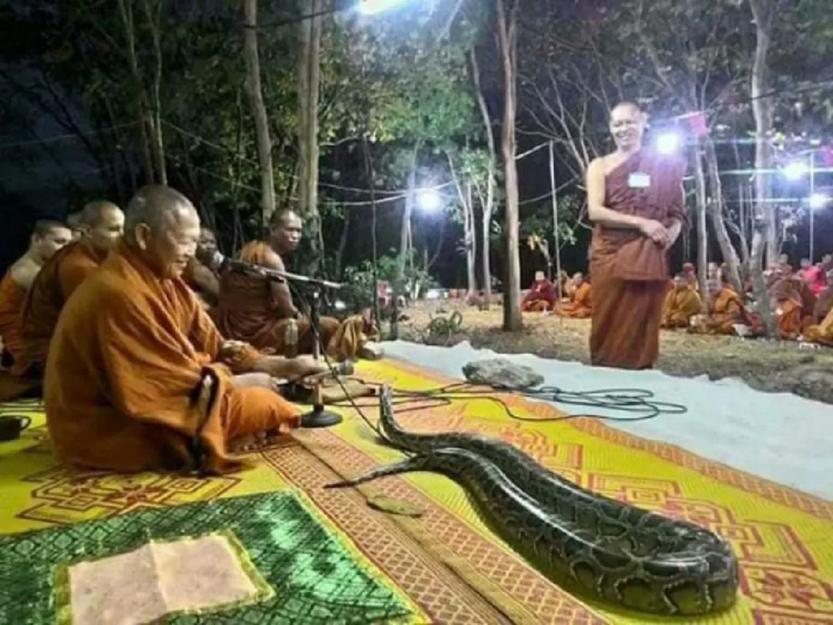 อัศจรรย์ งูเหลือมยักษ์ โผล่กลางวงพระสงฆ์ เลื้อยจากป่ามาตามเสียงสวดมนต์