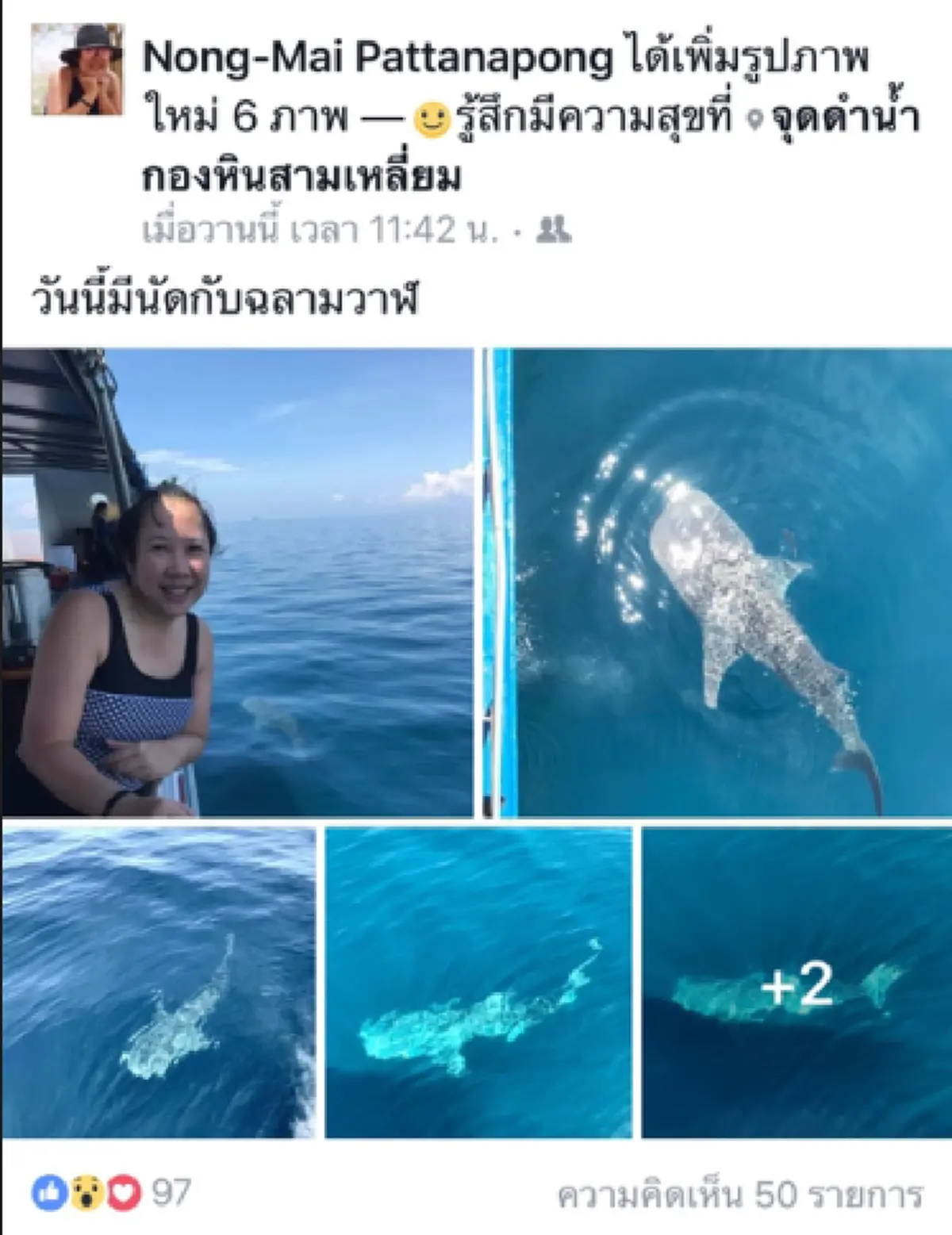 น่าตื่นตา ตื่นใจ!!!ฉลามวาฬโผล่ทะเลชุมพร ทักทายนักดำน้ำ