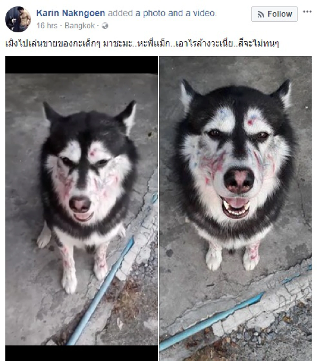 จำได้มั้ย?? "เจ้าแม็ก" สุนัขไซบีเรียนหายจากบ้านกลับมาพร้อมป้ายแขวน รอบนี้แสบหนักกว่าเก่าทำเจ้าของถึงกับกุมขมับ #ไม้เรียวต้องมีสั่น!?!