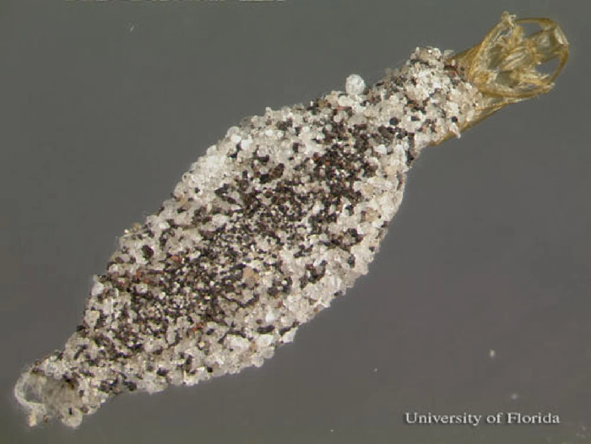 (คลิป)ผ่าพิสูจน์!! ตัวประหลาดที่ติดผนัง คืออะไร บ้านใครมี รีบกำจัด ทำความสะอาดบ้านด่วน!!