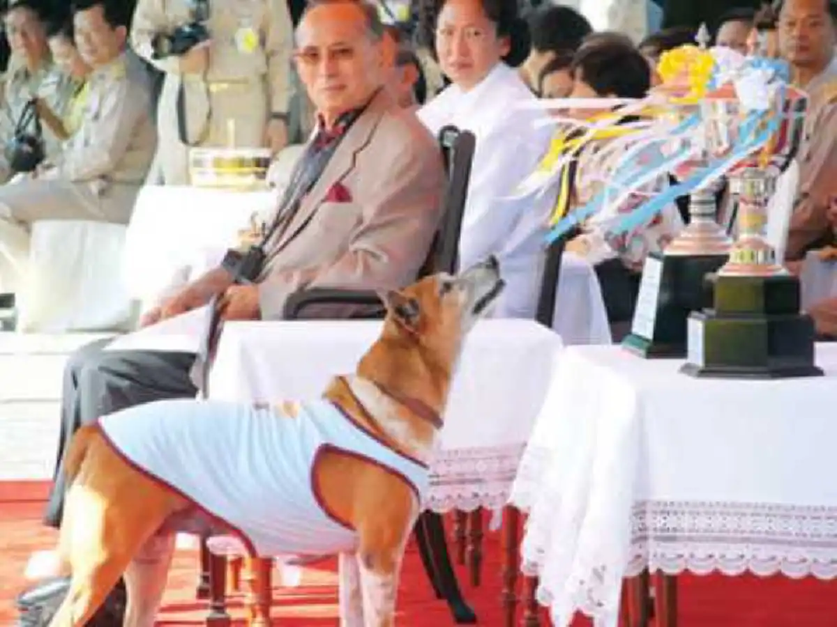 อีกหนึ่งภาพประวัติศาสตร์ ! "ในหลวง" ทรงตรัส "เขารู้ว่าใครรักเราจริง" หลังสุนัขทรงเลี้ยง "คุณทองแดง" เลียหน้า "พล.อ.ประยุทธ์"