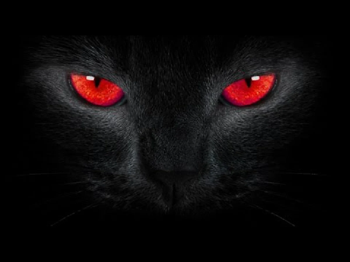 คุณเชื่อเรื่องปอบหรือไม่.. ตำนานอันลึกลับ "พระอุ้มหมา แม่ชีอุ้มแมว" สิ่งน่าสะพรึงกลัว อย่างไม่คาดคิด!!