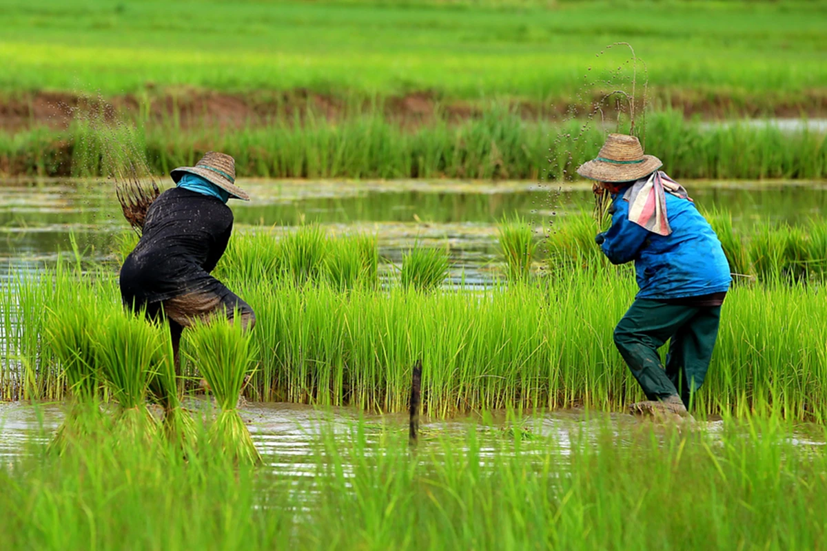 เฮให้สุดเสียง ชาวนาเตรียมรวยราคาข้าวหอมมะลิพุ่ง สูงกว่าปีก่อนถึง 6,000 นับเป็นประวัติการณ์